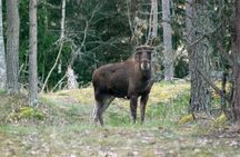 From Helsinki: Wildlife Safari with Campfire Dinner