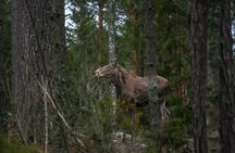 From Helsinki: Wildlife Safari with Campfire Dinner
