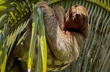 Tortuguero Sunrise Canoe Tour – Coffee, Binoculars & Wildlife