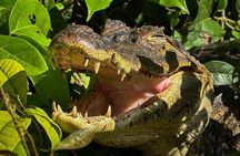 Tortuguero Sunrise Canoe Tour – Coffee, Binoculars & Wildlife