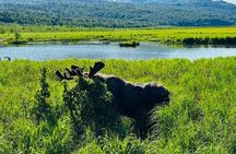 Private Wildlife, Glacier & Gold Panning (Panoramic Van – Max 9)