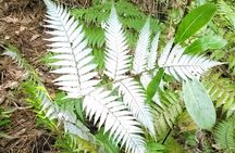 Tauranga Cruise Tour Rotorua Redwood and Maori Village Experience