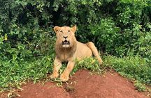 Kigali to Akagera National Park
