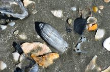 Guided Fossil Excursion with an Experienced Local