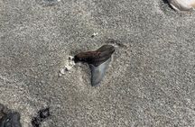 Guided Fossil Excursion with an Experienced Local