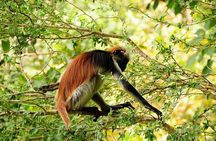 Jozani Forest ,Kuza Cave,Paje beach&the Rock Private Tour