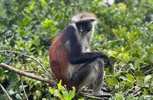 Jozani Forest ,Kuza Cave,Paje beach&the Rock Private Tour