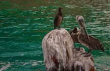 Boat Tour Snorkeling Tour with Guide, Drinks and Fruit