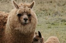 Cotopaxi Volcano and Quilotoa Lake Guided Private Tour