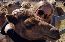 One Hump Camel Farm and Wine Tour