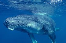 Private Tour 4h Whale watching quiet area peninsula Tahiti