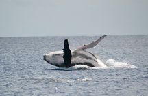 Private Tour 4h Whale watching quiet area peninsula Tahiti