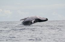 Private Tour 4h Whale watching quiet area peninsula Tahiti