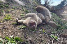 Snow Monkey & Shibu Onsen Afternoon Tour (Depart: Iiyama & Nozwa)