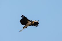 JungleWalla Full Day Penang Mainland Birdwatching