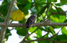 JungleWalla Full Day Penang Mainland Birdwatching