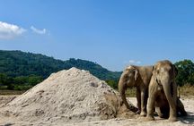 Phuket: Elephant Nature Walk - Guided Tour with Transport