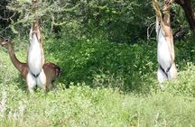 Nairobi: 2-Day Lake Nakuru & Lake Naivasha Safari with Boat Ride