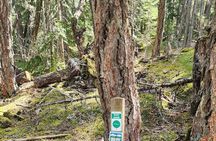Mountain Breeze Tour - Mountain E Bike - Whistler Marmot Activity