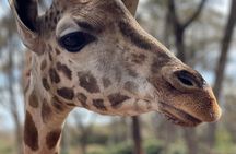 Karen Blixen Museum & Giraffe Centre Tour with Kobe Beads Visit