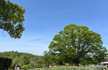 Private Himeji Drive with Food and Culture