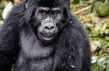 3 Day Gorilla Trekking at Bwindi impenetrable Forest