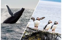 Wildlife Whale Watching and Puffin Tour in Reykjavik