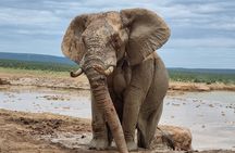 Addo National park and Kragga Kamma Pvt Game reserve