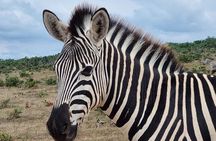 Addo National park and Kragga Kamma Pvt Game reserve