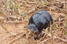 Addo National park and Kragga Kamma Pvt Game reserve