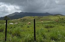 Small Group El Yunque Half Day Tour with Transport: Waterslide