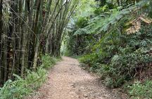 (Self-Drive) El Yunque Tour / 2PM to 5PM