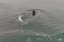 1 Hour Cape Town Ocean Safari 