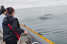 1 Hour Cape Town Ocean Safari 