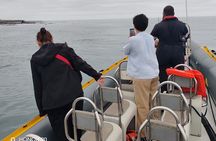 1 Hour Cape Town Ocean Safari 