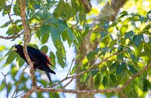 Shared Brazilian Falls Experience with Bird Park Walkthrough