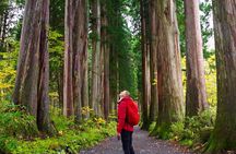 Togakushi: A Serene Walk Through Sacred Forests & Soba Traditions