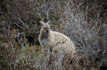 2 day Cradle Mountain and Wineglass Bay 