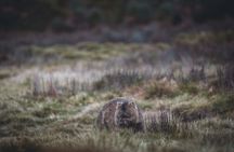 6 Day Island Icons Tassie Day Tour Bundle