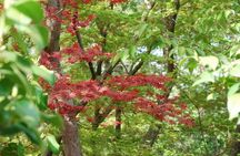 Kyoto Guided Tour of Bamboo Forest, Temple and more
