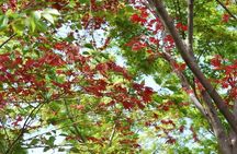 Kyoto Guided Tour of Bamboo Forest, Temple and more