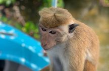 Negombo Lagoon Boat Safari Hotel Pickup(Monkey,Mangrove)