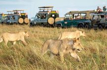 Half Day Guided Tour in Nairobi National Park