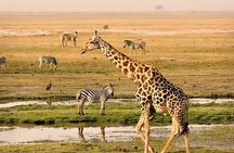 Half Day Guided Tour in Nairobi National Park
