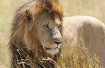 Half Day Guided Tour in Nairobi National Park