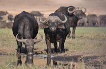 Half Day Guided Tour in Nairobi National Park