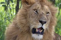 5 Day Safari Explore Masai Mara, Lake Naivasha and Nakuru