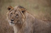 5 Day Safari Explore Masai Mara, Lake Naivasha and Nakuru