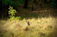 Chitwan jungle safari with canoe river ride