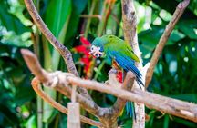 Shared Brazilian Falls Experience with Bird Park Walkthrough
